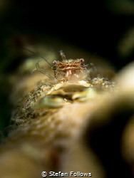 Greetings...! Porcelain Crab - Porcellanidae sp. Mae Haad... by Stefan Follows 